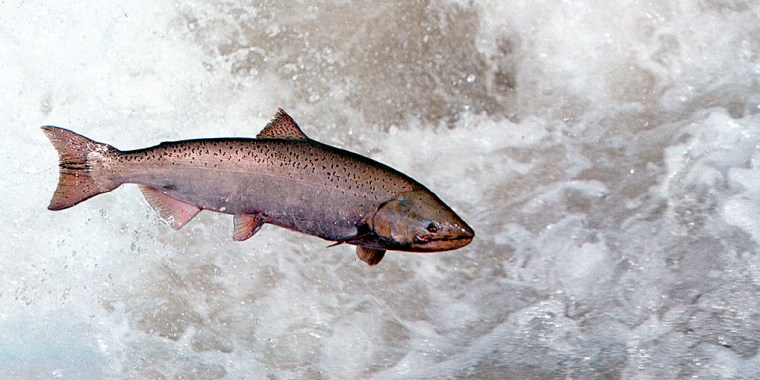 HeadlineImage