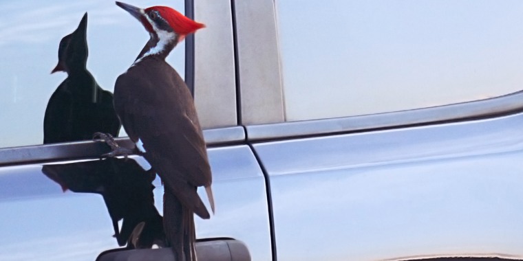 Pileated woodpecker sitting on a car door.
