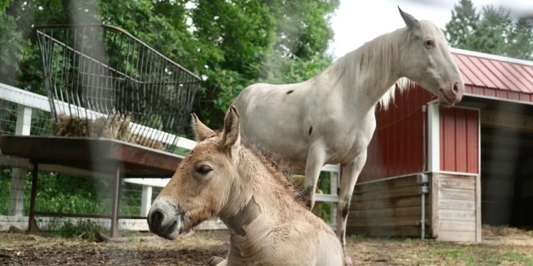 HeadlineImage