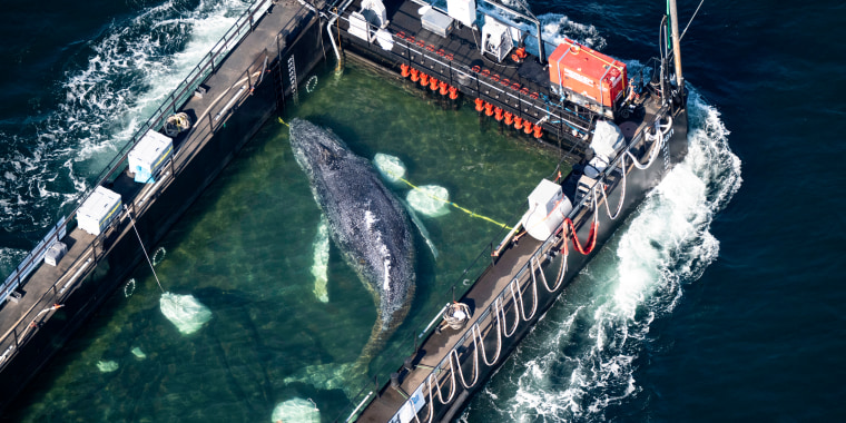 Liberan a la ballena jorobada ‘Timmy’ en el mar del Norte