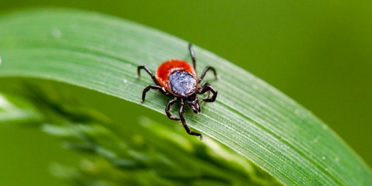 Detectan por primera vez en Nueva York un tipo inusual de Lyme