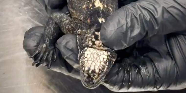 La policía de Ecuador incauta 32 iguanas marinas en aeropuerto y detienen a una mujer rusa que intentaba sacarlas del país