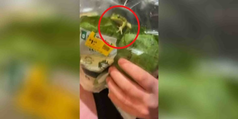 Un hombre encuentra una rana viva dentro de una bolsa de lechuga