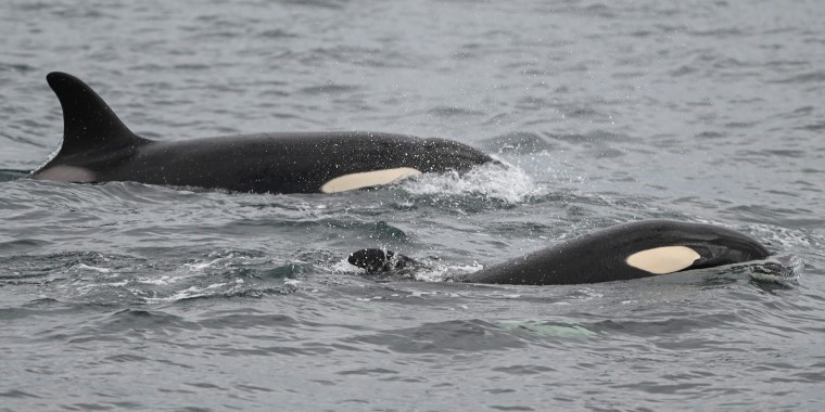 Orcas embisten un yate y desprenden su timón en costas de Galicia