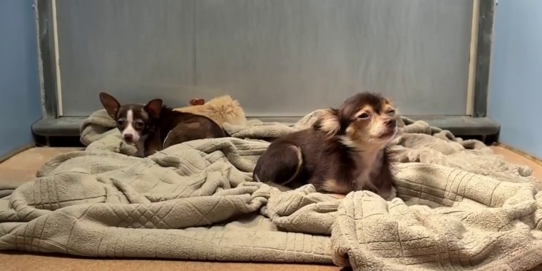 Reducen los costos de adopción de mascotas en el país