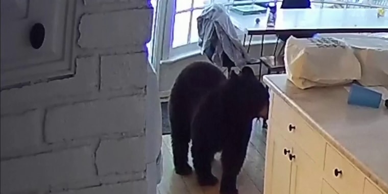 Un oso negó se coló a la cocina por la puerta abierta de una casa en Colorado