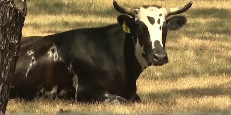 Aumenta a 6 los casos de gusano barrenador en Estados Unidos