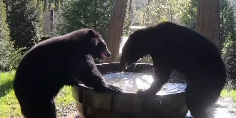 Vea cómo estos osos se divierten y se dan un buen chapuzón