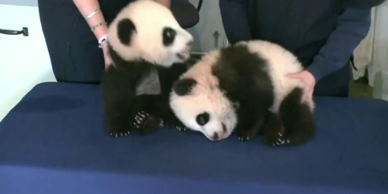 China anuncia que mandará dos pandas al zoológico de Atlanta