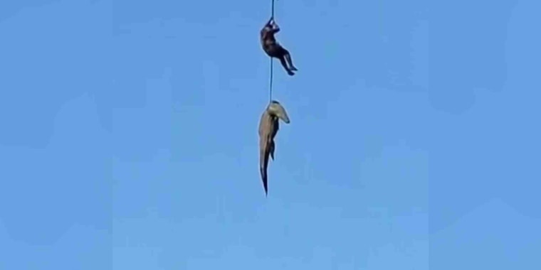 Vea cómo un helicóptero levantó a un policía junto a un cocodrilo