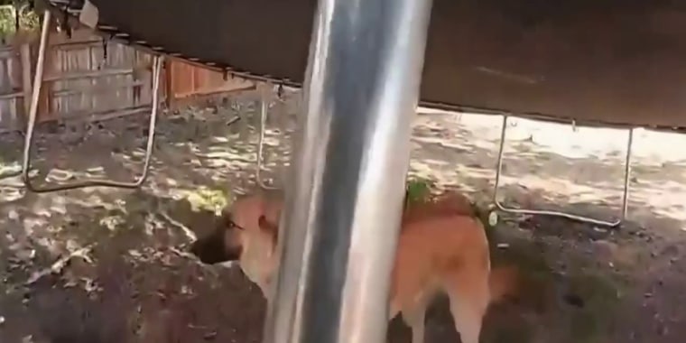Rescatan perro bajo un trampolín en una casa en llamas en Texas