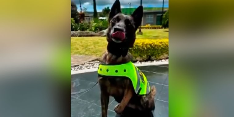 Retiran con honores a un perro policía tras perder una pata