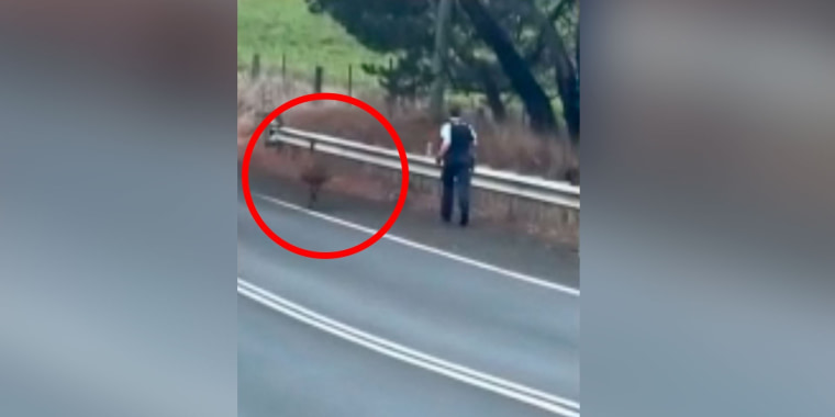 Un emú paralizó el tráfico en una carretera de Australia