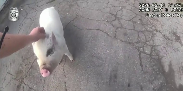Rescatan en Ohio a un cerdo mascota que se extravió de su casa
