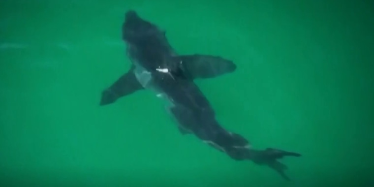 Captan tiburón blanco cerca de bañistas en una playa de California