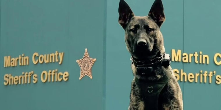 Un perro policía ayuda a capturar a un prófugo en su primera misión