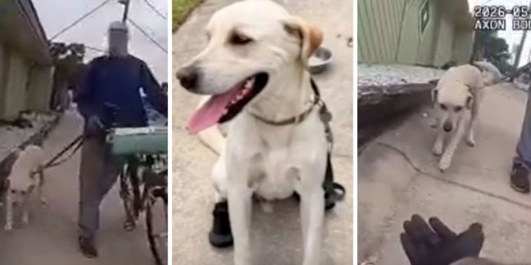 Un policía regala botas a un perro que paseaba quemándose las patas