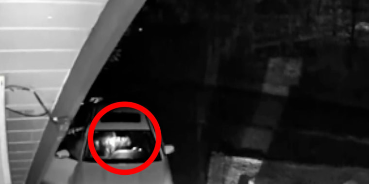 Arrestan a tres por fraude de seguros con disfraces osos