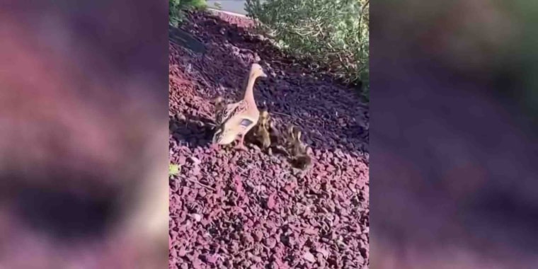 Salvan a patos que cayeron dentro de una alcantarilla