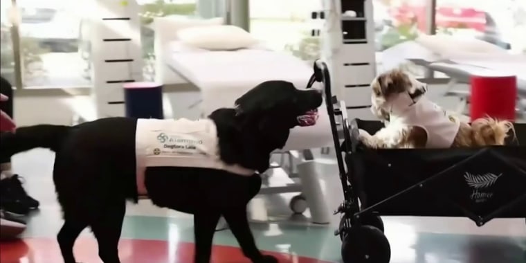 En Chile, perros participan en terapia para pacientes con dolor