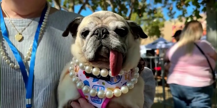 Una pug gana el concurso del perro más feo del mundo