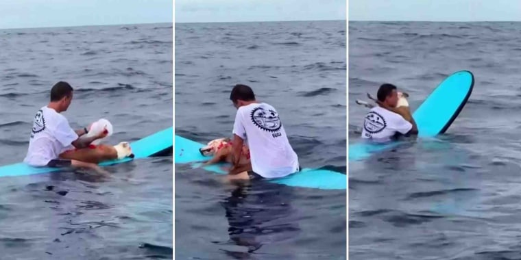'Thai', el famoso perro surfista, recibe un emotivo homenaje