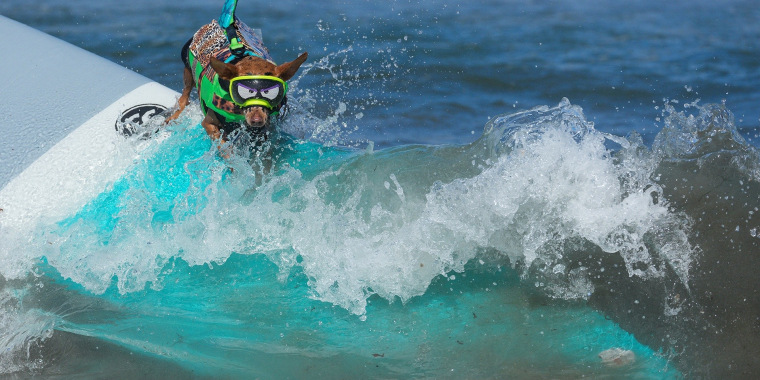 Competencia de surf canino reúne a decenas de perros y aficionados en California