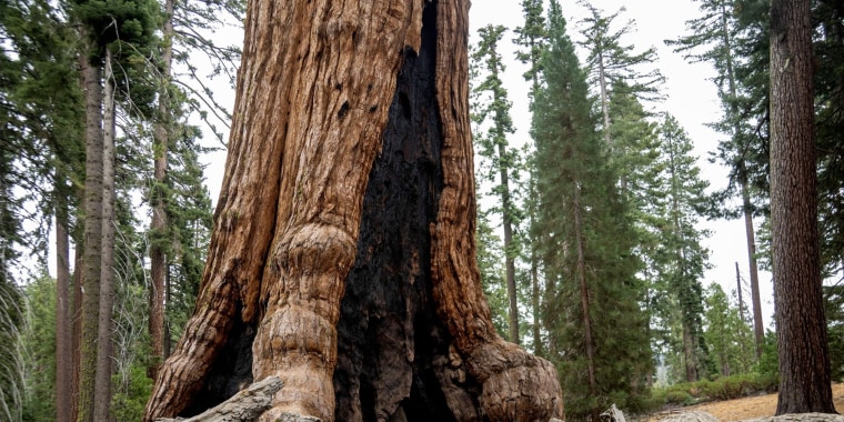 Están amenazados: las sequoias pueden vivir 3,000 años y medir 25 pisos de altura