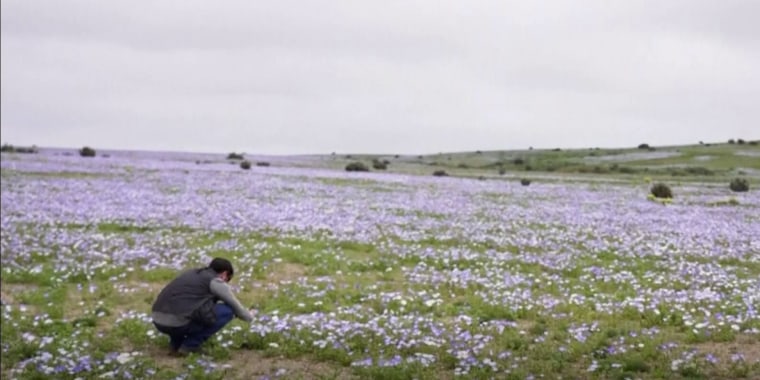 Brotan flores en Atacama, el lugar más árido del mundo