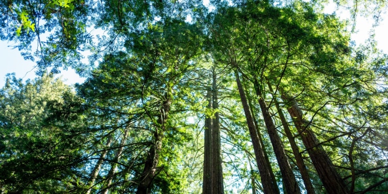 Explicamos con realidad aumentada cuál es la importancia de los bosques