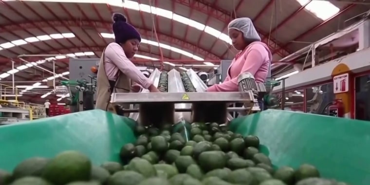 México reanuda la exportación de aguacate a EE.UU. tras pausa