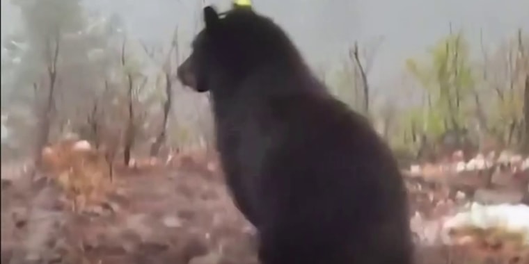 Liberan en su hábitat al oso que estuvo atrapado en una casa