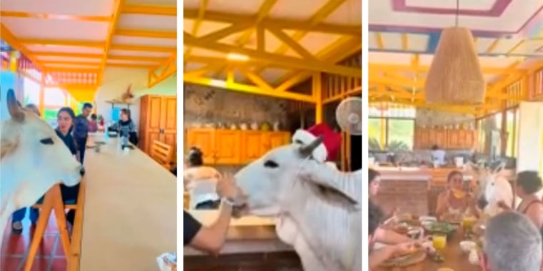 Conozca a Matilde, la vaca que criaron como mascota en Colombia