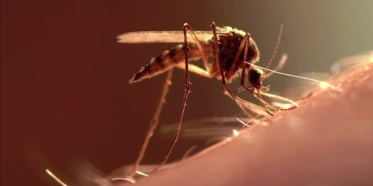 El brote de dengue en Florida podría ser el mayor del país en décadas