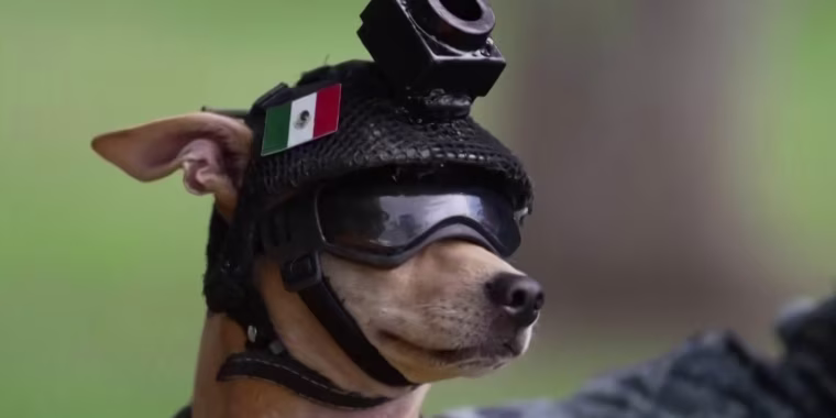 Un chihuahua es el nuevo recluta de la Guardia de México