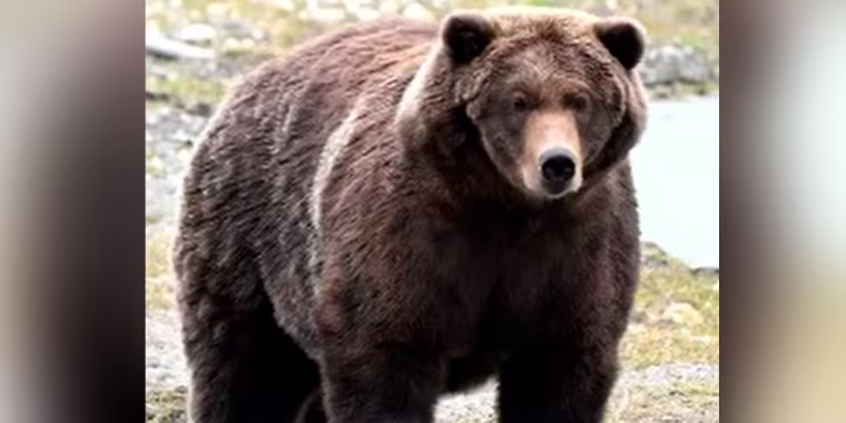 Este es el inmenso oso que ganó el popular concurso Fat Bear Week