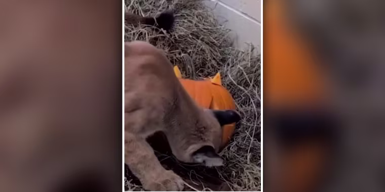 Un león de montaña juega con una calabaza llena de premios en el Zoológico de Oakland