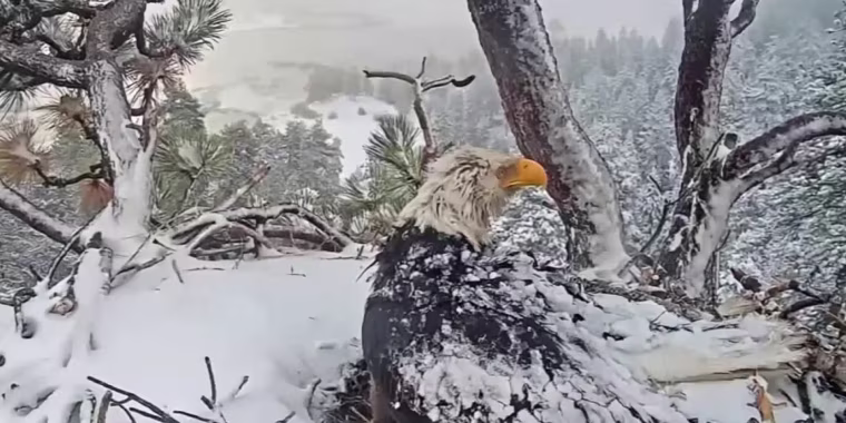 Revelan la causa de muerte de Jackie, el águila calva de Big Bear