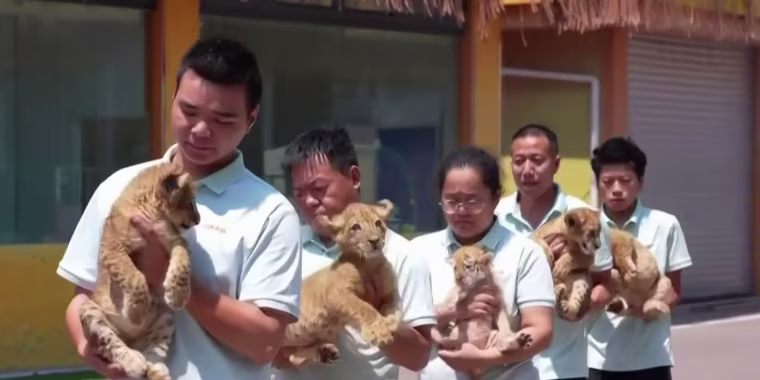 Así son las clases de kínder para cachorros de león y tigre en China
