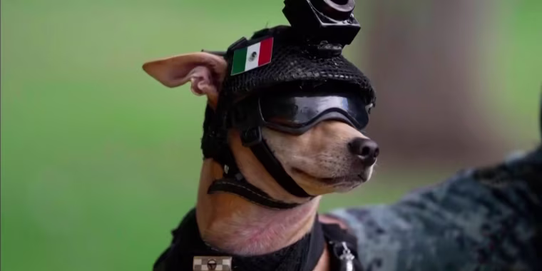 Este perro chihuahua se convirtió en el integrante más popular de la Guardia Nacional de México