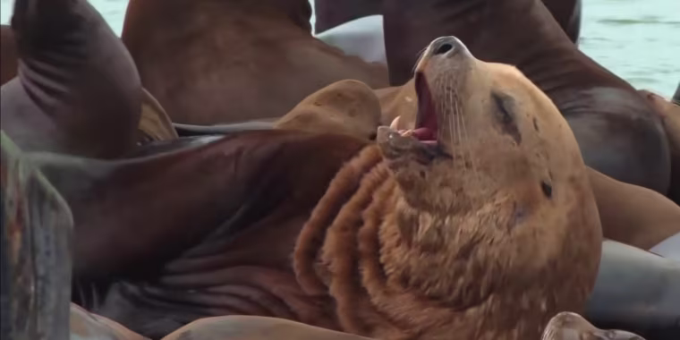 Un enorme león marino sorprende en el Muelle 39 de San Francisco por su gran tamaño