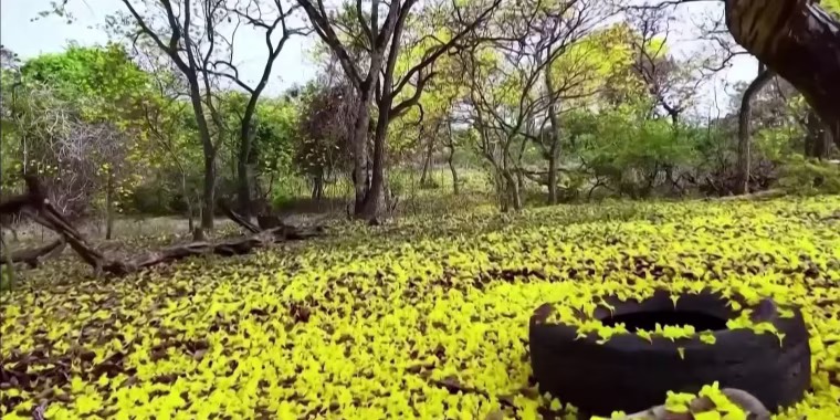 Guayacanes florecen tres meses antes de lo habitual y tiñen de amarillo Ecuador
