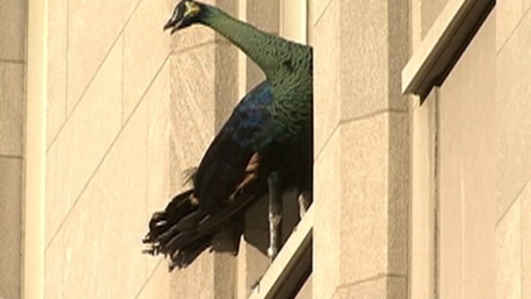 Peacock On The Loose Peacock On The Loose