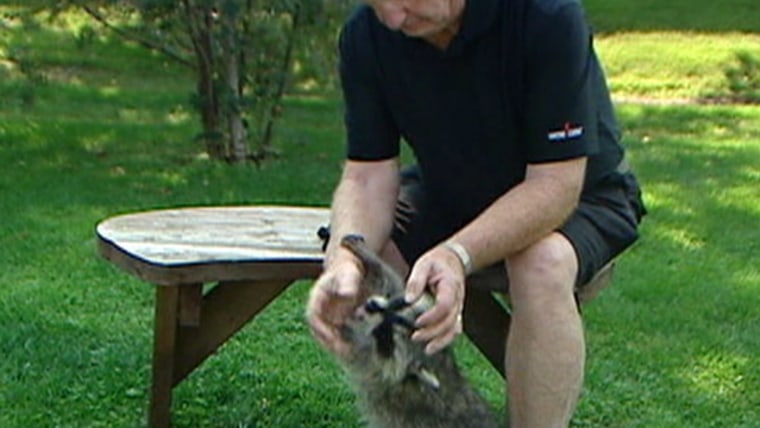 Meet Rambo, old MacDonald’s pet raccoon
