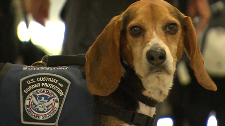 Beagle Brigade sniffs out prohibited items