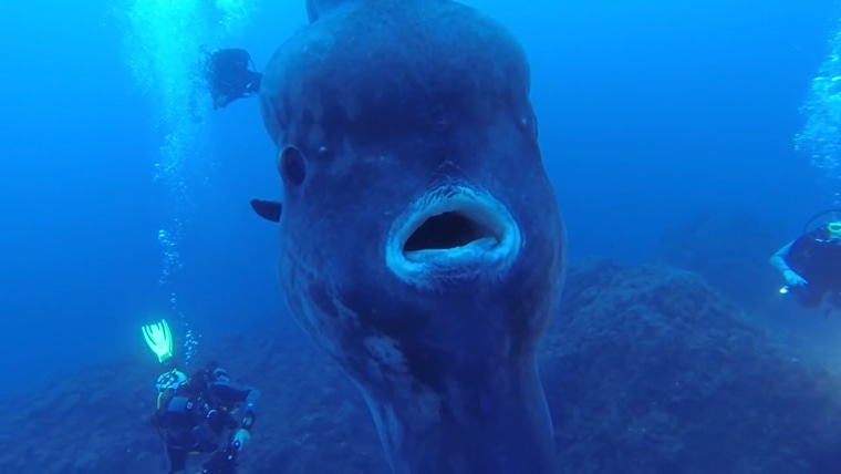 Sunder Fish See the monster sunfish scuba divers encountered