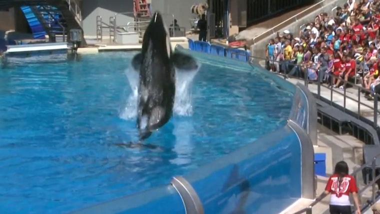 SeaWorld San Diego ends killer whale show — but the whales aren’t going ...