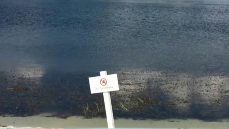 How Did Alligator Attack Happen at Iconic Resort?