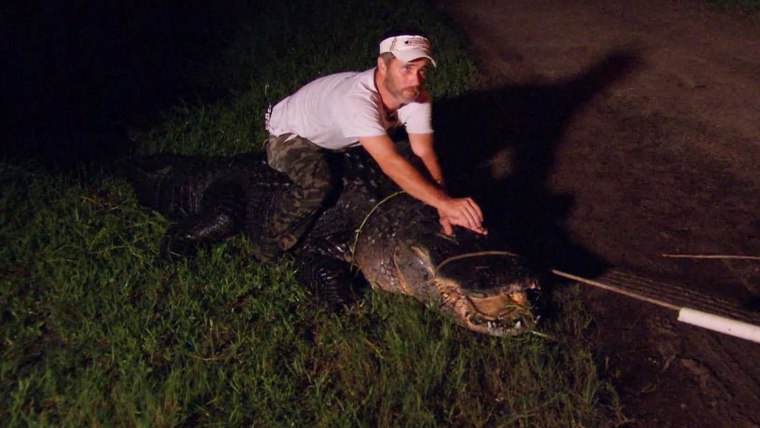 Here S How Trappers In Florida Are Capturing Dangerous Alligators