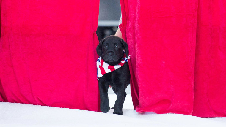 America's VetDogs